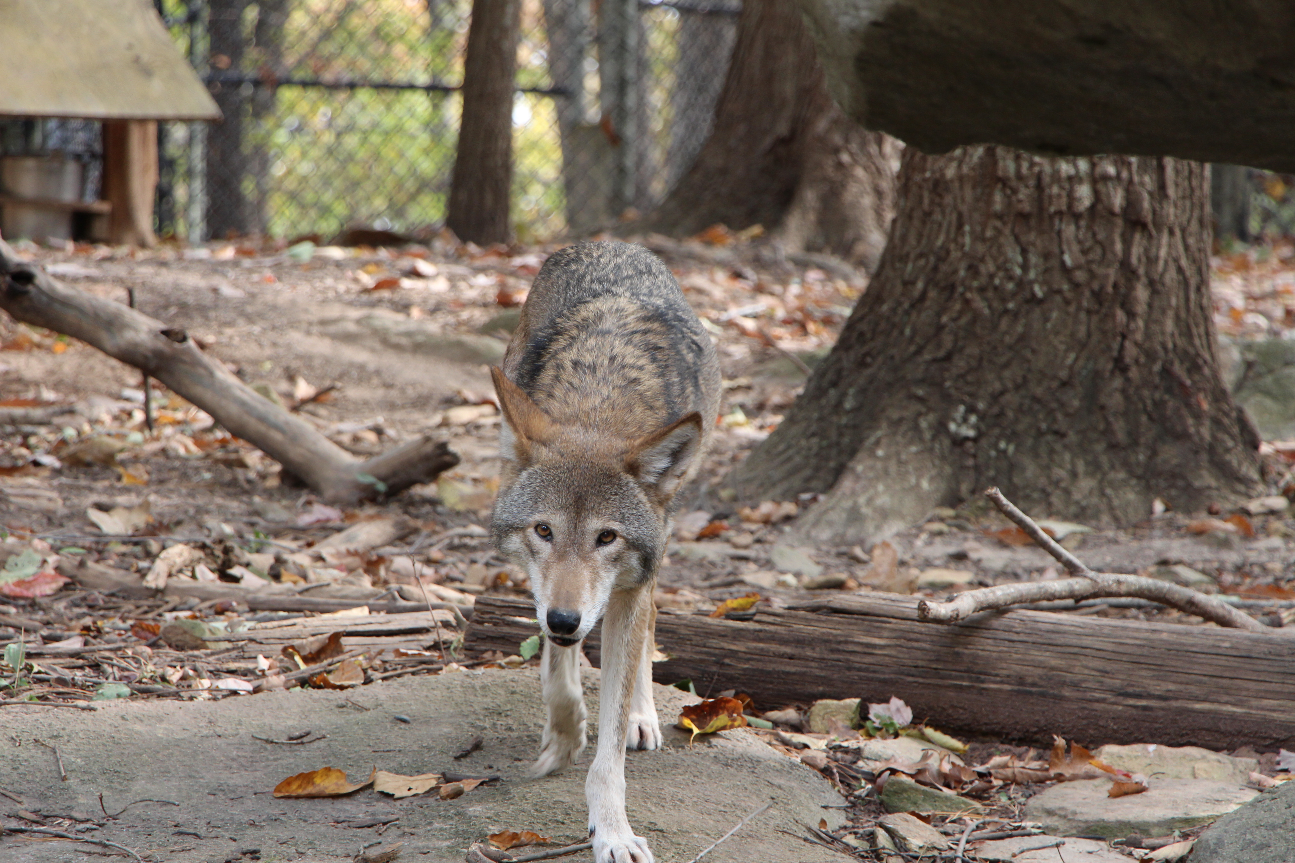 Nc Zoo